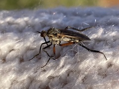 Empis pulchripes