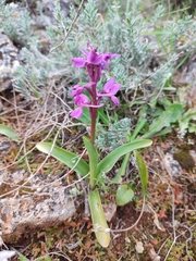 Orchis olbiensis