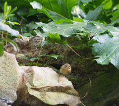 Phylloscopus collybita