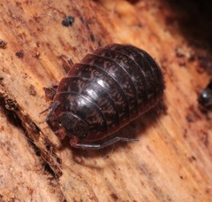 Protracheoniscus politus