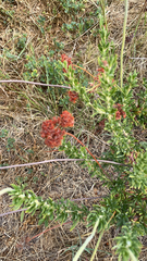 Eriogonum fasciculatum