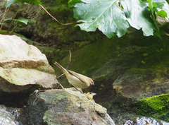 Phylloscopus collybita