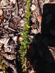 Coprosma ernodeoides