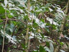 Phylloscopus collybita