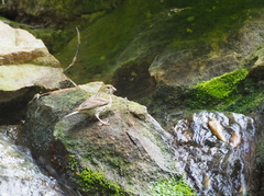 Serinus serinus
