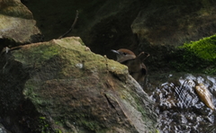 Sylvia atricapilla