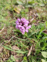 Neotinea conica