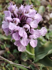 Neotinea conica