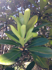 Myrsine lessertiana
