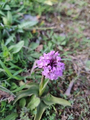 Neotinea conica