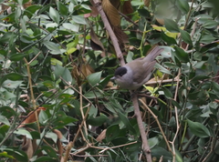 Sylvia atricapilla