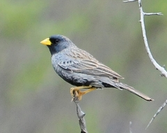 Rhopospina carbonaria