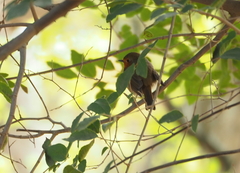 Erithacus rubecula