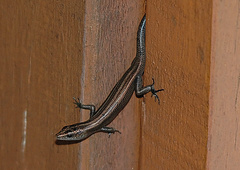 Emoia caeruleocauda
