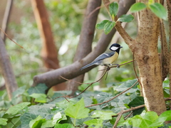 Parus major
