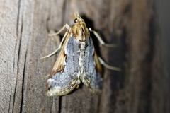 Loxostege albiceralis