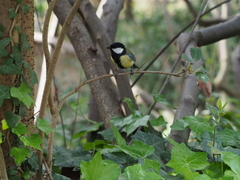 Parus major