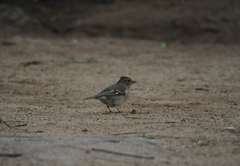 Fringilla coelebs