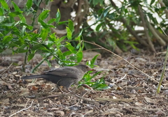 Turdus merula