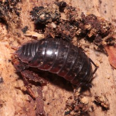 Protracheoniscus politus