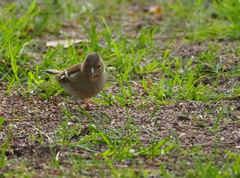 Fringilla coelebs
