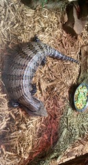 Tiliqua