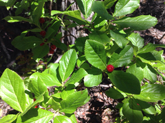 Vaccinium calycinum