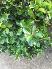 Ilex × altaclerensis