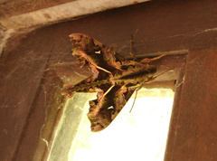 Hemeroplanes ornatus