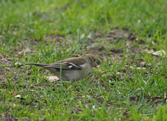 Fringilla coelebs