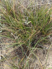 Carex pansa