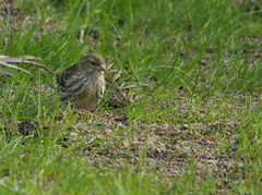 Serinus serinus
