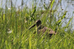 Limnodromus griseus griseus