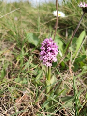 Neotinea conica