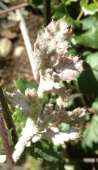 Cystotheca lanestris