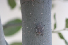 Brochymena