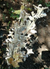 Cystotheca lanestris