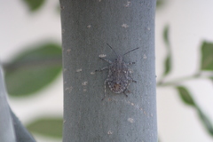 Brochymena