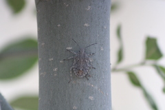 Brochymena