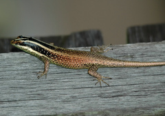 Dasia vittata