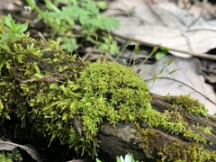 Bryophyta