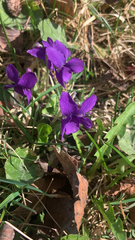Viola odorata