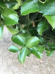 Ilex × altaclerensis