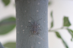 Brochymena