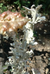 Cystotheca lanestris