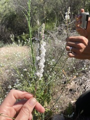 Sairocarpus coulterianus