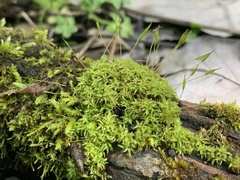Bryophyta