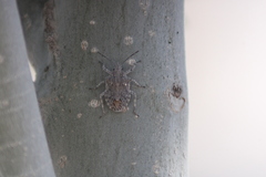 Brochymena