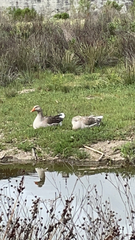 Anser anser domesticus