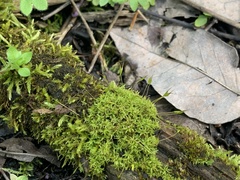 Bryophyta